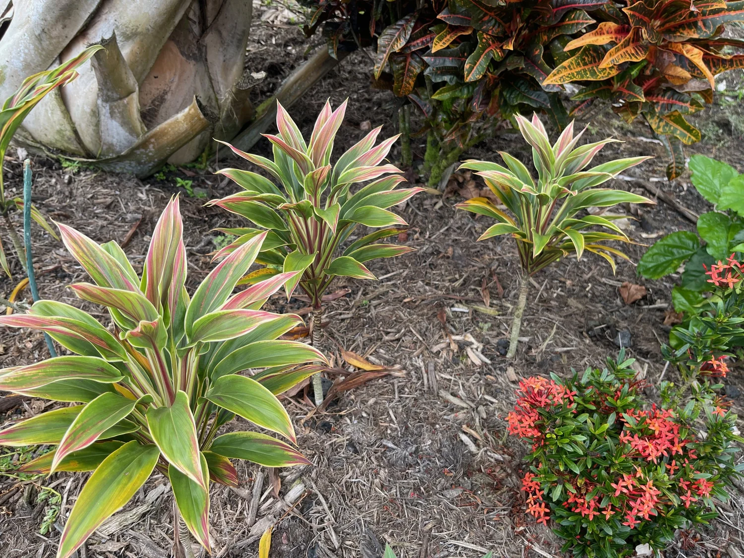 Cordyline terminalis (Mini Hawaiian Flag) — Vintage Green Farms